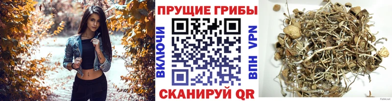Галлюциногенные грибы MAGIC MUSHROOMS  ОМГ ОМГ зеркало  Кологрив 